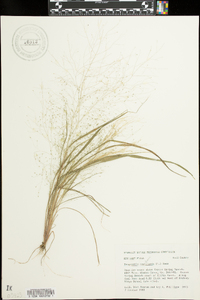 Eragrostis capillaris image