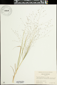 Eragrostis capillaris image