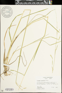 Glyceria acutiflora image