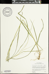 Glyceria melicaria image