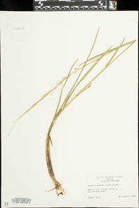 Glyceria septentrionalis image