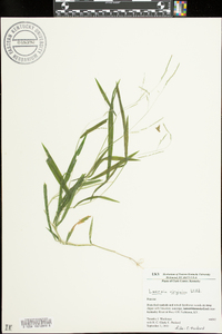 Leersia virginica image