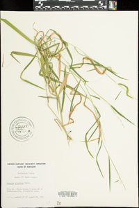 Leersia virginica image