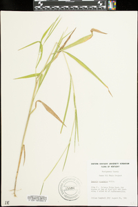 Leersia virginica image