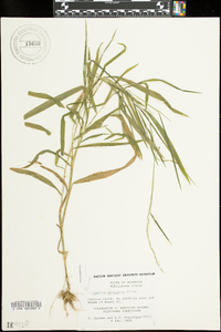 Leersia virginica image