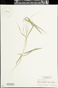 Leersia virginica image