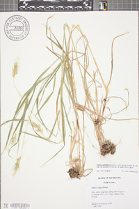 Elymus glabriflorus image