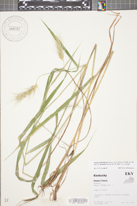 Elymus glabriflorus image