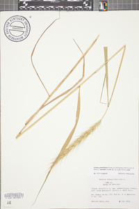 Elymus glabriflorus image