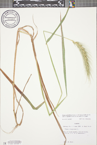 Elymus glabriflorus image