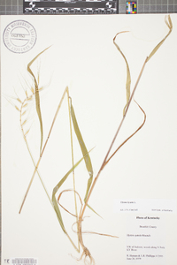 Elymus hystrix image