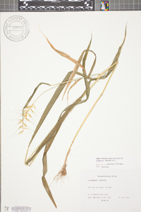 Elymus hystrix image