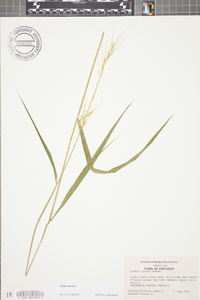 Elymus hystrix image