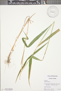 Elymus hystrix image