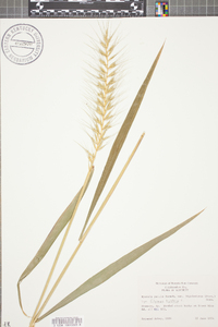 Elymus hystrix image