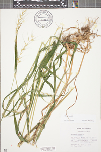 Elymus hystrix image