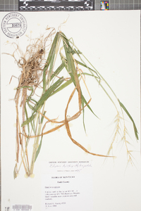 Elymus hystrix image