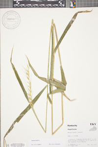 Elymus hystrix image