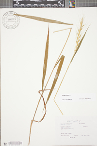 Elymus hystrix image