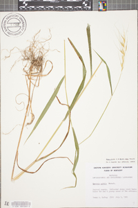 Elymus hystrix image