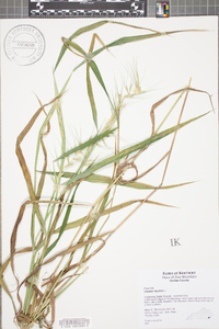 Elymus hystrix image