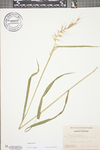 Elymus hystrix image