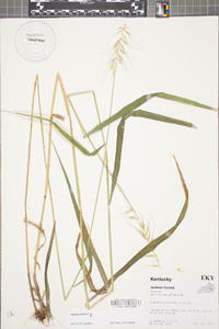 Elymus hystrix image