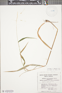 Elymus hystrix image