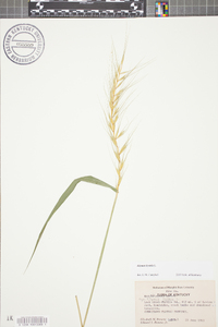 Elymus hystrix image