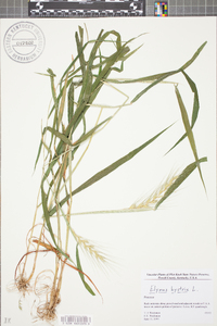 Elymus hystrix image