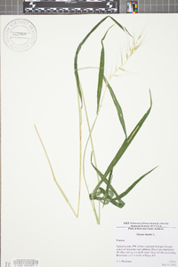 Elymus hystrix image