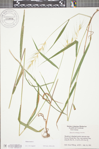 Elymus hystrix image