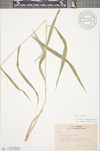 Elymus hystrix image