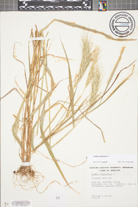 Elymus macgregorii image