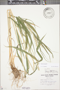 Elymus macgregorii image