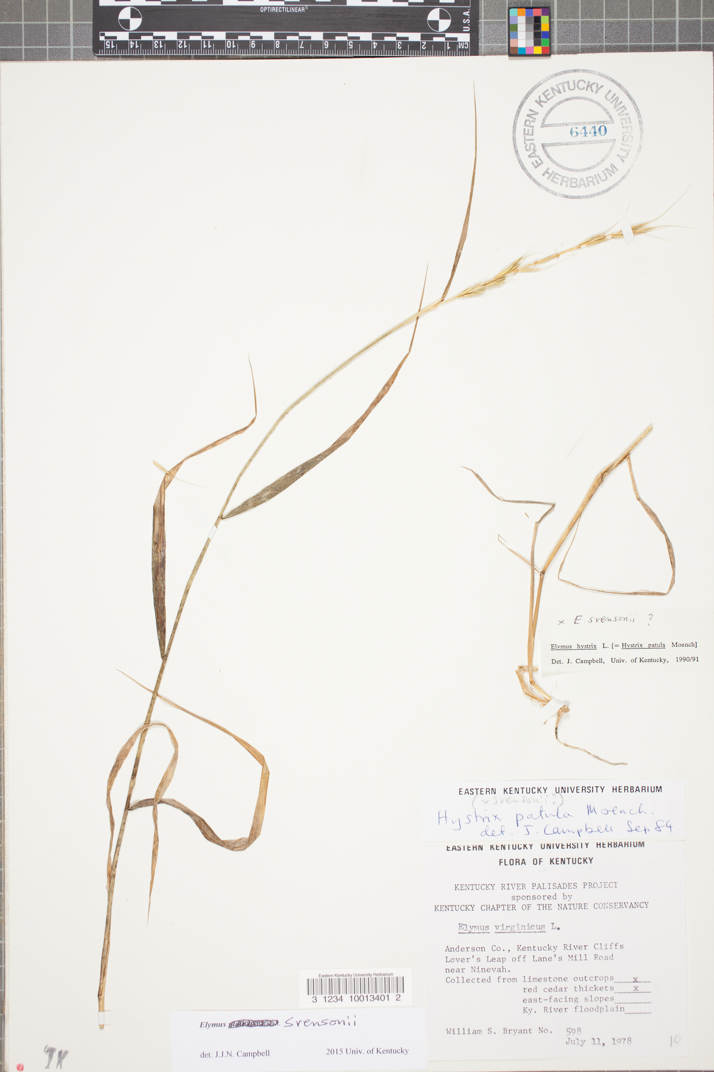 Elymus svensonii image