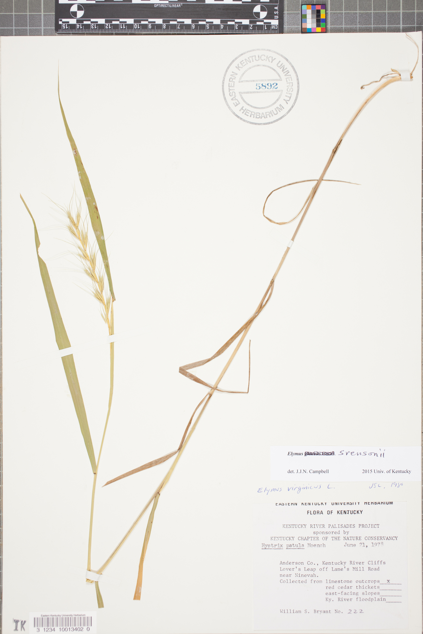 Elymus svensonii image