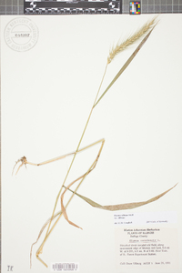 Elymus villosus image