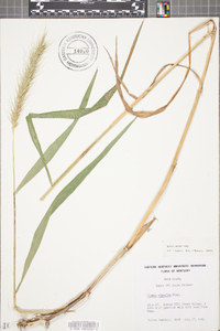 Elymus riparius image