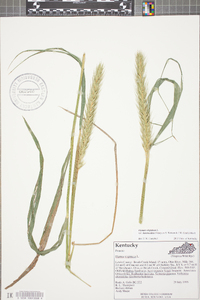 Elymus virginicus var. intermedius image