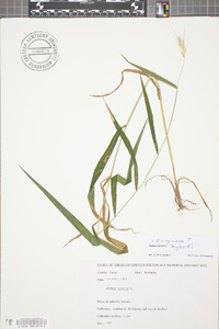 Elymus hystrix image