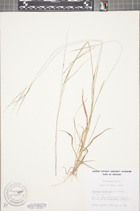 Digitaria filiformis image