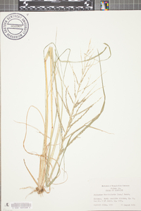 Diplachne fusca subsp. fascicularis image