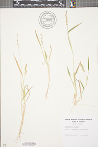 Echinochloa colona image