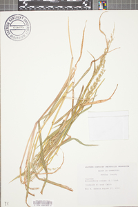 Echinochloa colona image