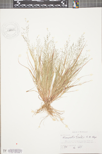 Eragrostis frankii image