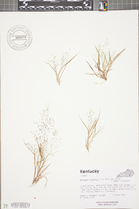 Eragrostis frankii image