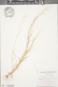 Eragrostis frankii image