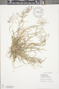 Eragrostis frankii image