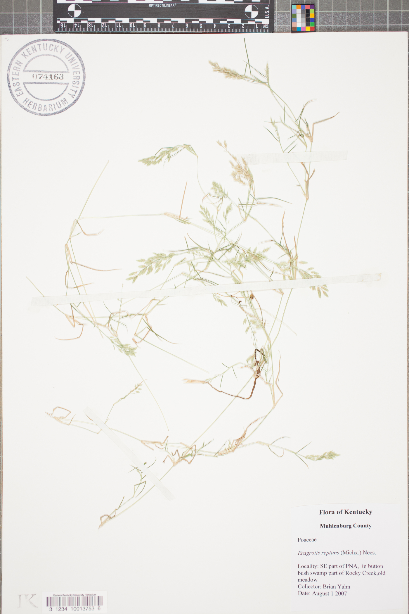 Eragrostis reptans image